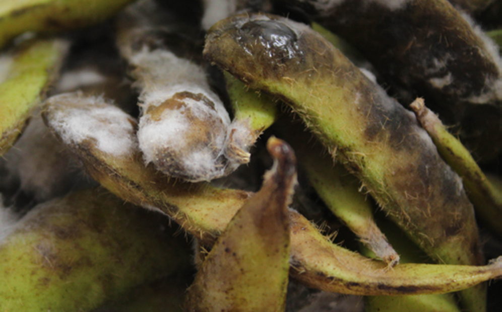 Vagens de soja tomadas pelo micélio branco da Sclerotinia sclerotiorum